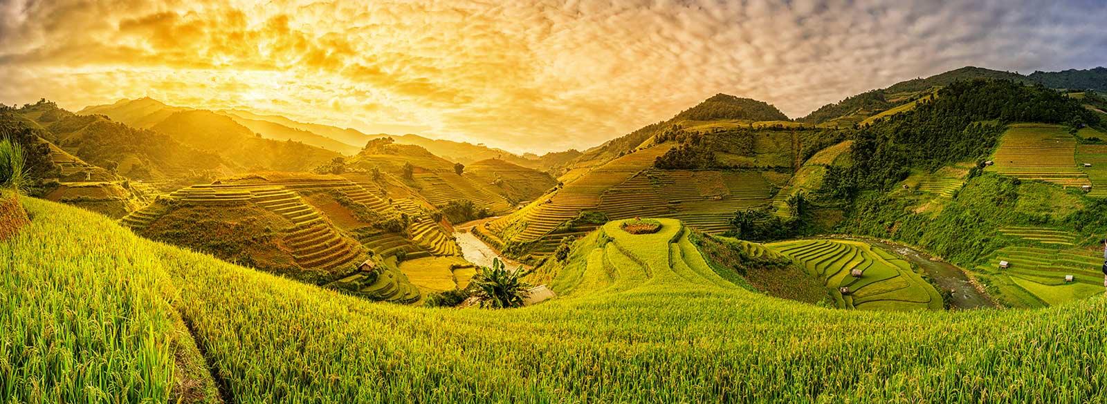 שדות וייטנאם