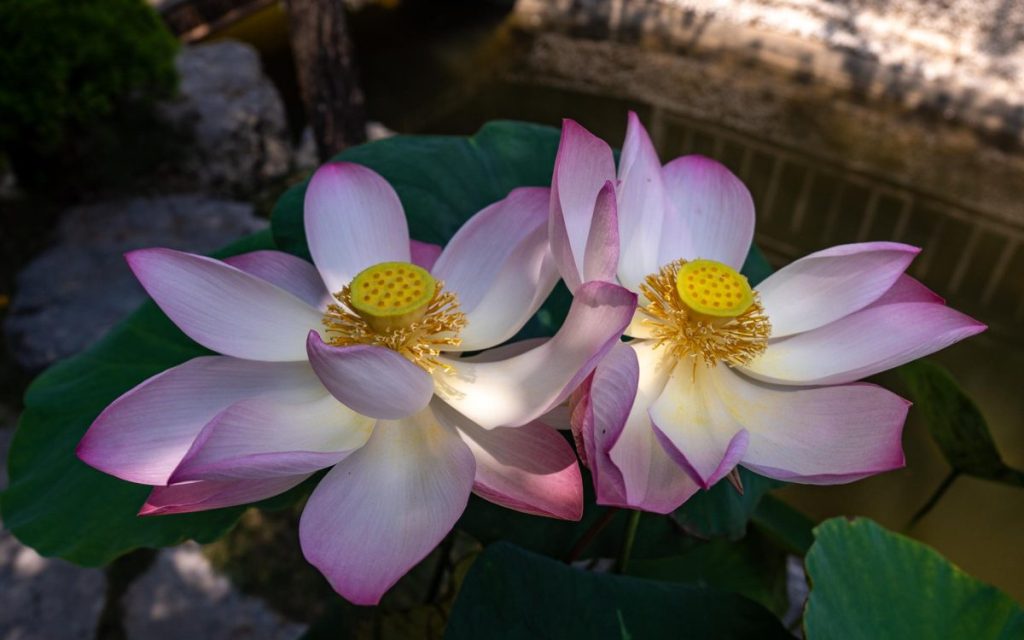 ירח דבש בוייטנאם