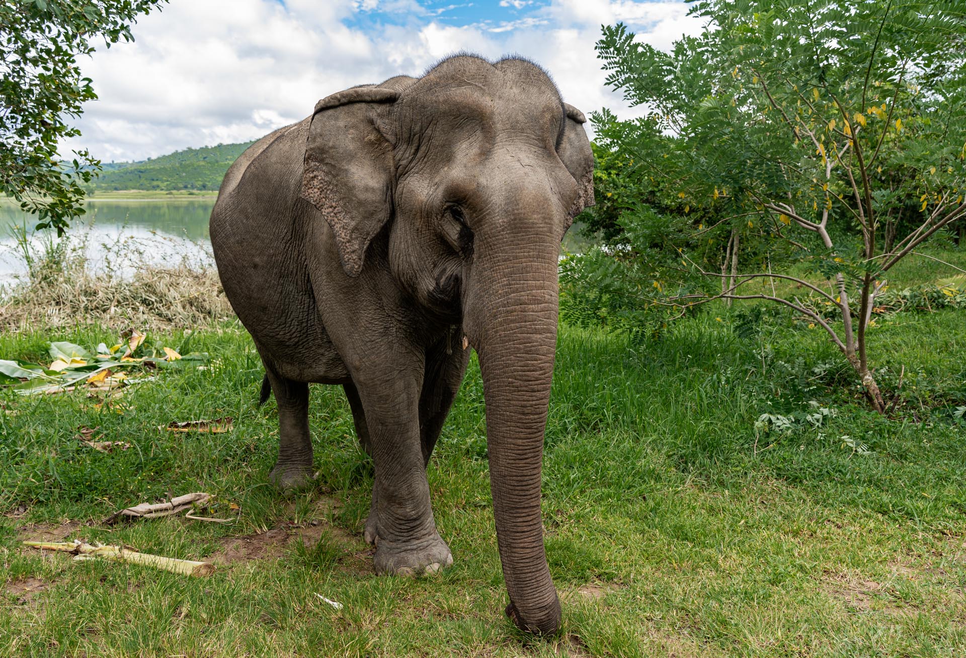 Dac Lac - Elephant Animal - NS