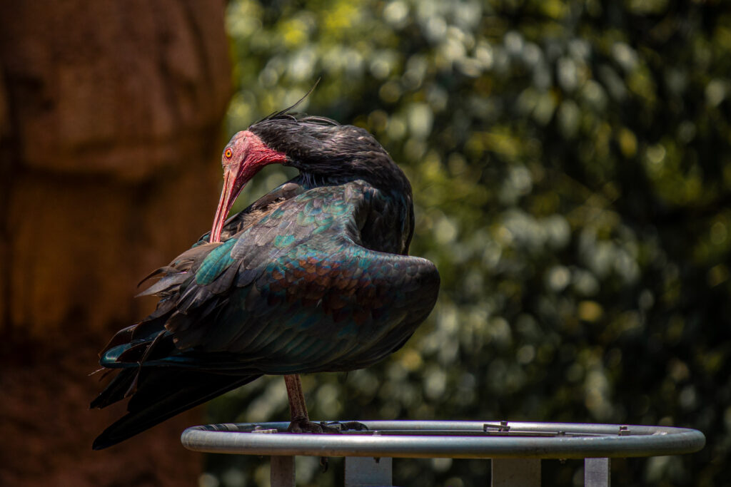 פארק הציפורים הלאומי